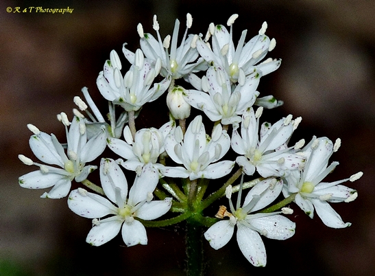 {Clintonia umbellulata}